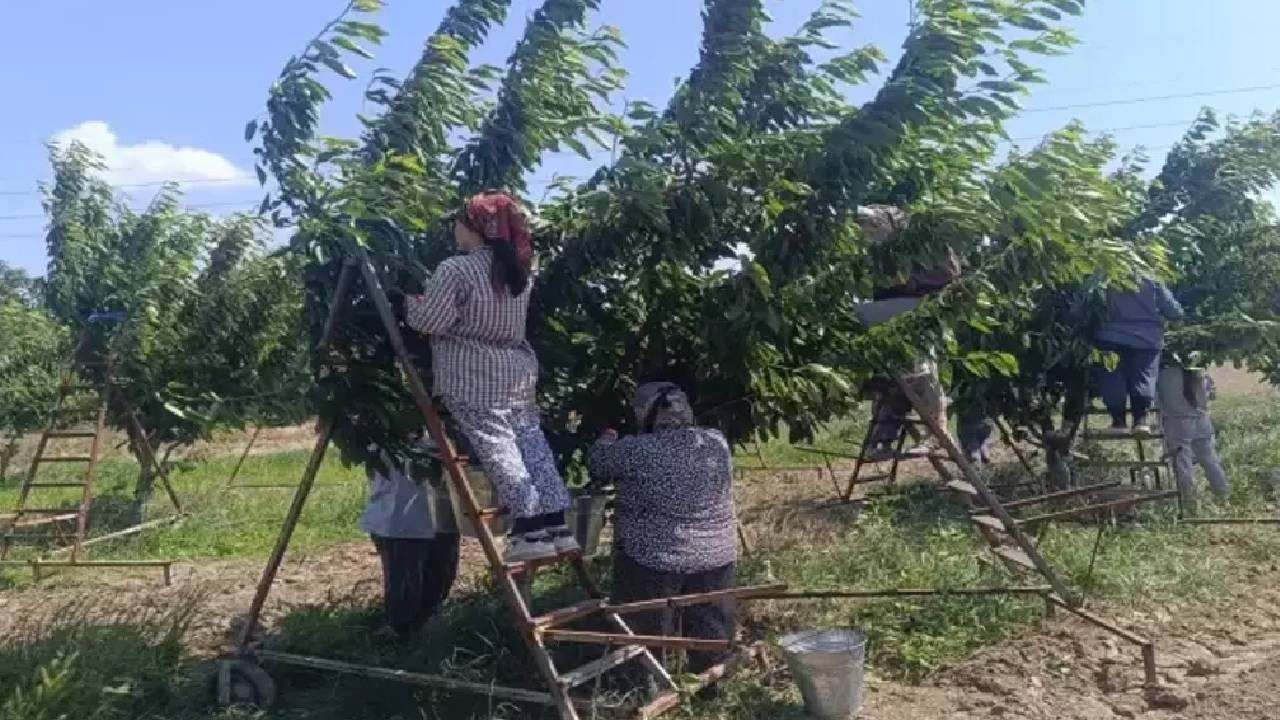 Çeribaşı’nda Bereketli Hasat Sezonu Başladı! Edirne’den Avrupa’ya Satılıyor