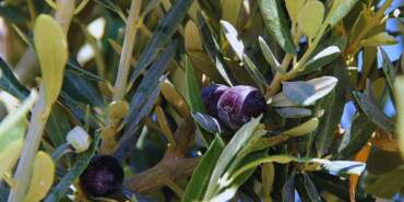 CHP’den Zeytinlik Düzenlemesine Sert Tepki