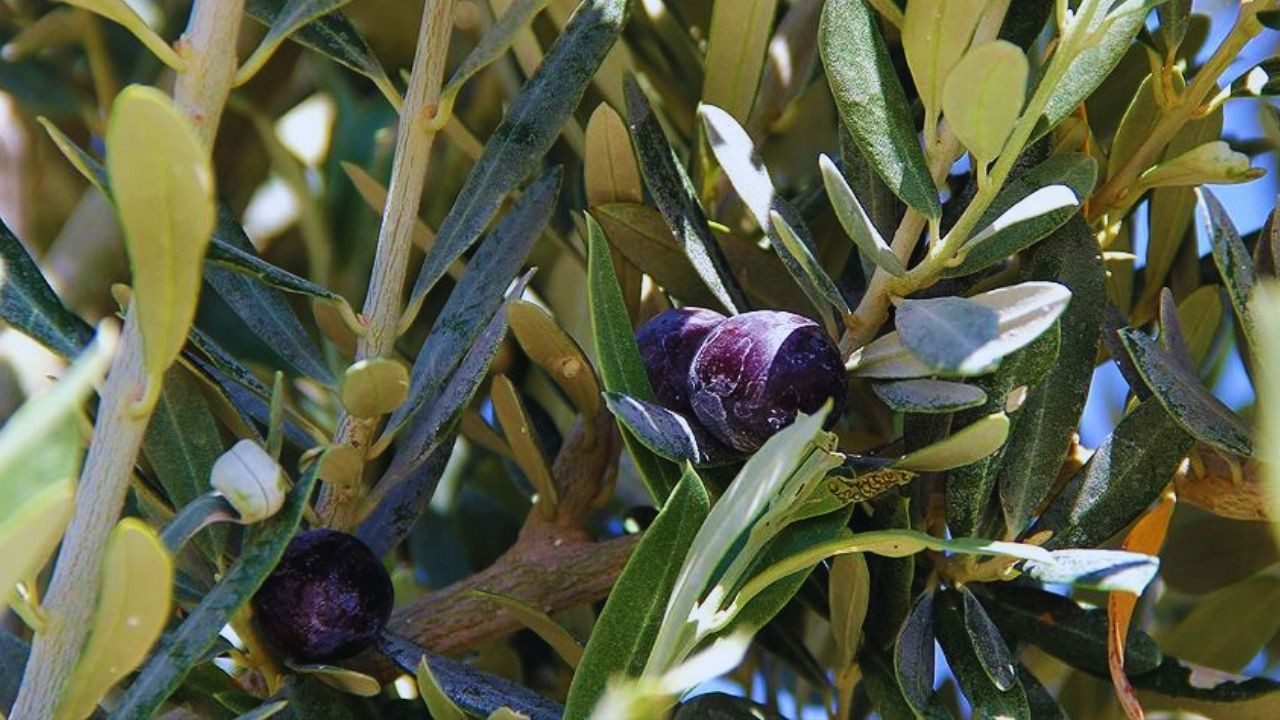 CHP’den Zeytinlik Düzenlemesine Sert Tepki