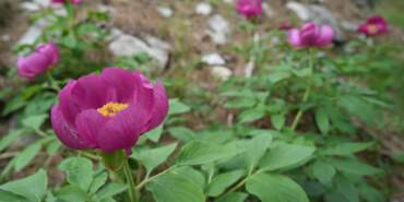 Dünyada Sadece Türkiye’nin O İlçesinde Yetişiyor… Bu Çiçeği Koparmanın Cezası Yarım Milyon Lira