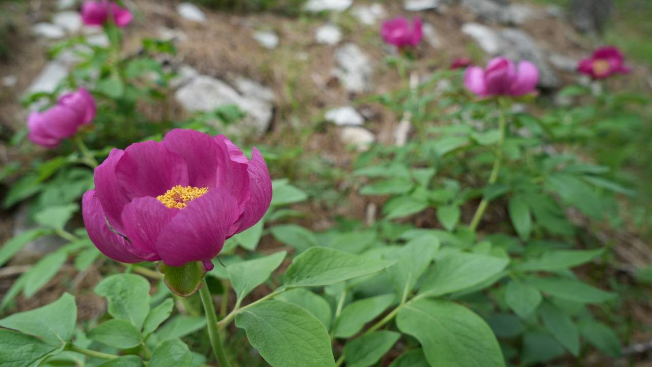 Dünyada Sadece Türkiye’nin O İlçesinde Yetişiyor… Bu Çiçeği Koparmanın Cezası Yarım Milyon Lira