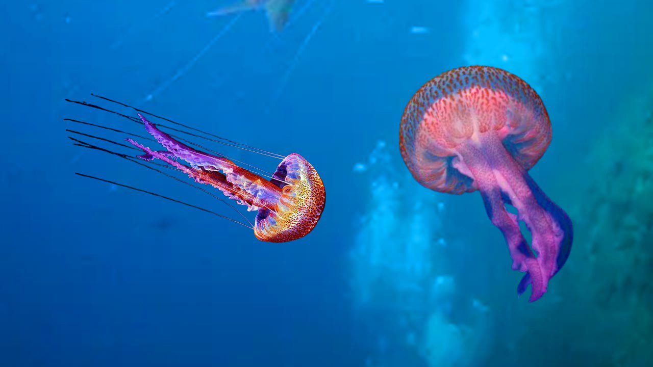 Ege’de Tehlikeli Misafir: Sahilleri Sardı, Dokunan Yanıyor