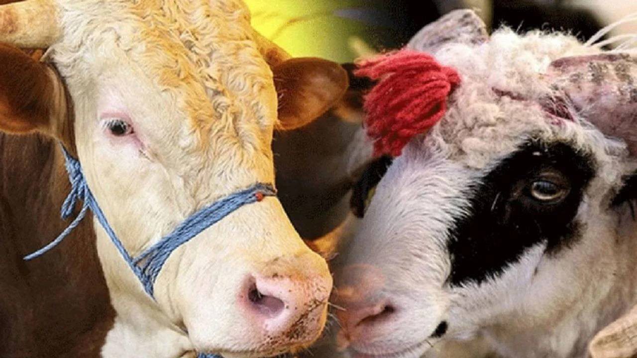 Kurban Bayramı’nda Ne Kadar Büyük ve Küçükbaş Hayvanın Kesildiği Belli Oldu