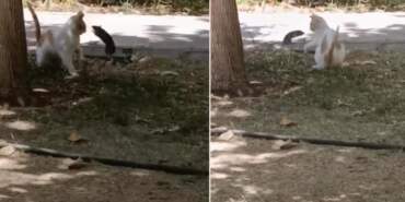 Ezberleri Bozan Olay! Fare Kediye Saldırdı