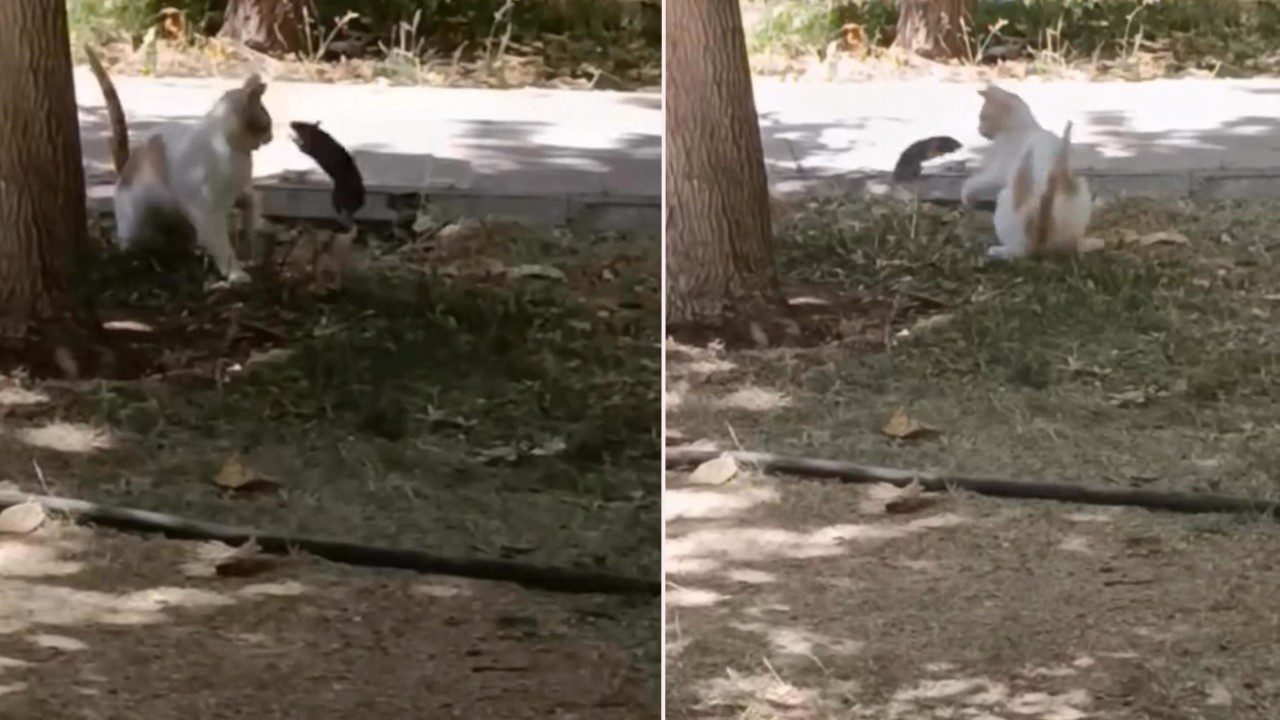 Ezberleri Bozan Olay! Fare Kediye Saldırdı