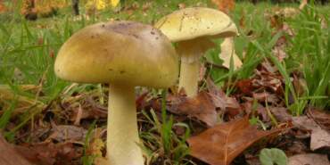 Görüntüsü Şirin, Adı ‘Ölüm Meleği’ Sakın Yemeyin!