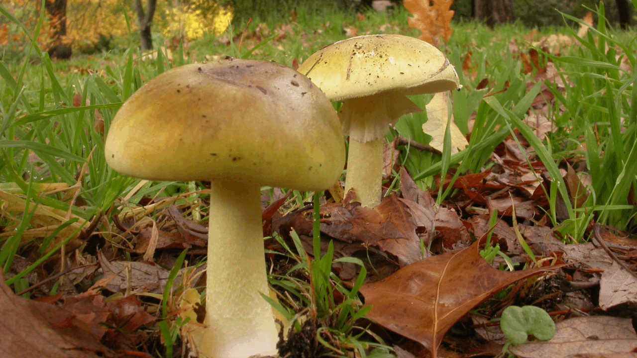 Görüntüsü Şirin, Adı ‘Ölüm Meleği’ Sakın Yemeyin!