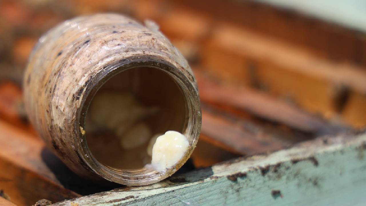 Günde 2 Çay Kaşığı Toplanıyor, Kilosu 45 Bin TL’ye Satılıyor: Ömrü 4 Yıl Uzatıyor, Değeri Altını Solluyor