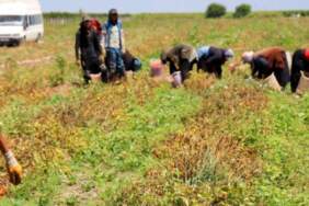 Hasat Başladı Tarlada Ürün 3 Liraya Düştü! Adanalı Üretici Zararda