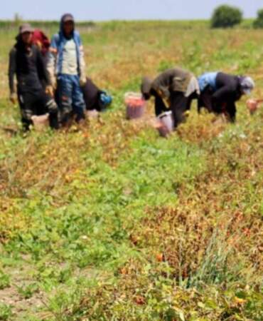 Hasat Başladı Tarlada Ürün 3 Liraya Düştü! Adanalı Üretici Zararda