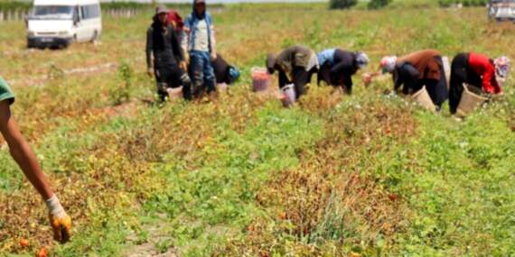 Hasat Başladı Tarlada Ürün 3 Liraya Düştü! Adanalı Üretici Zararda