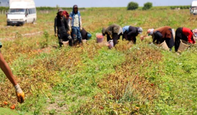 Hasat Başladı Tarlada Ürün 3 Liraya Düştü! Adanalı Üretici Zararda