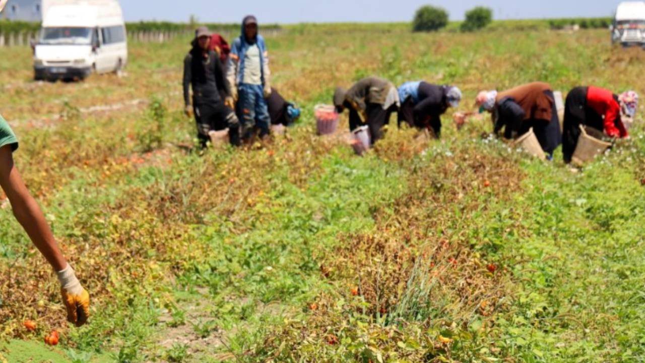 Hasat Başladı Tarlada Ürün 3 Liraya Düştü! Adanalı Üretici Zararda