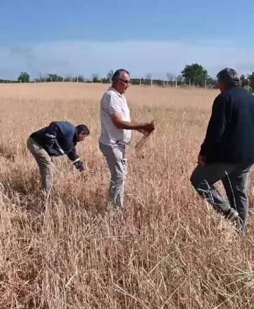 Hasat Öncesi Çiftçiler Yıkıldı! Tarlasına Giden Gözlerine İnanamadı