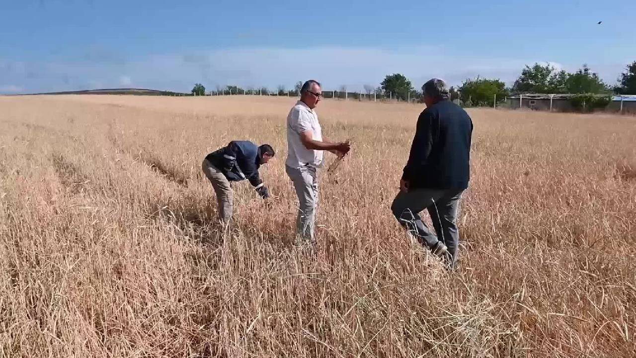 Hasat Öncesi Çiftçiler Yıkıldı! Tarlasına Giden Gözlerine İnanamadı