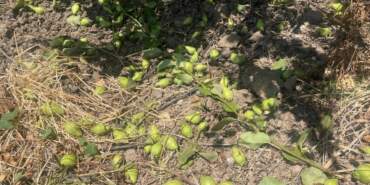 Hasat Öncesi Hepsi Yere Atılıyor! Tonlarca Meyve Yerde Bekliyor İşte Şaşırtan Nedeni