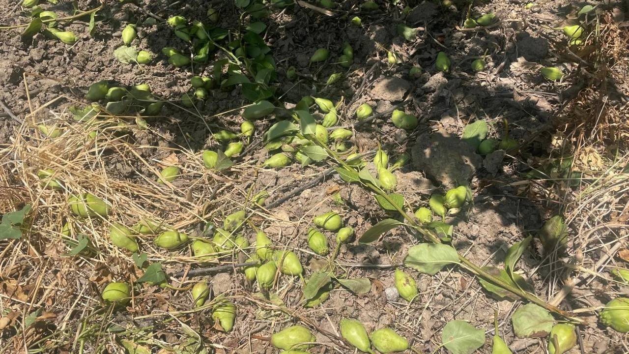 Hasat Öncesi Hepsi Yere Atılıyor! Tonlarca Meyve Yerde Bekliyor İşte Şaşırtan Nedeni