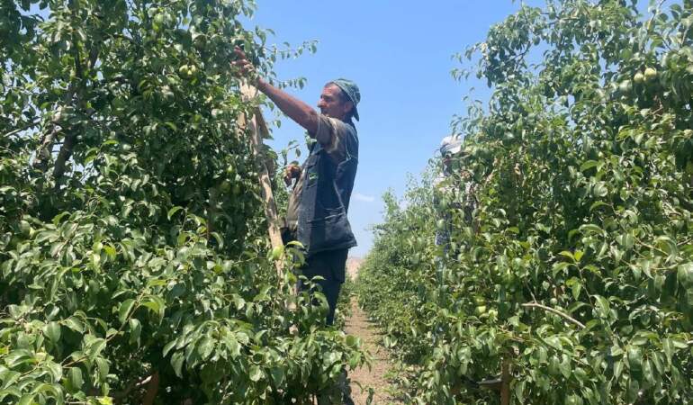 Hasat Yapmadan Servet Kazanıyorlar: Daldan Koparıp Yere Atıyorlar, Günlük 1200 TL Kazanıyorlar