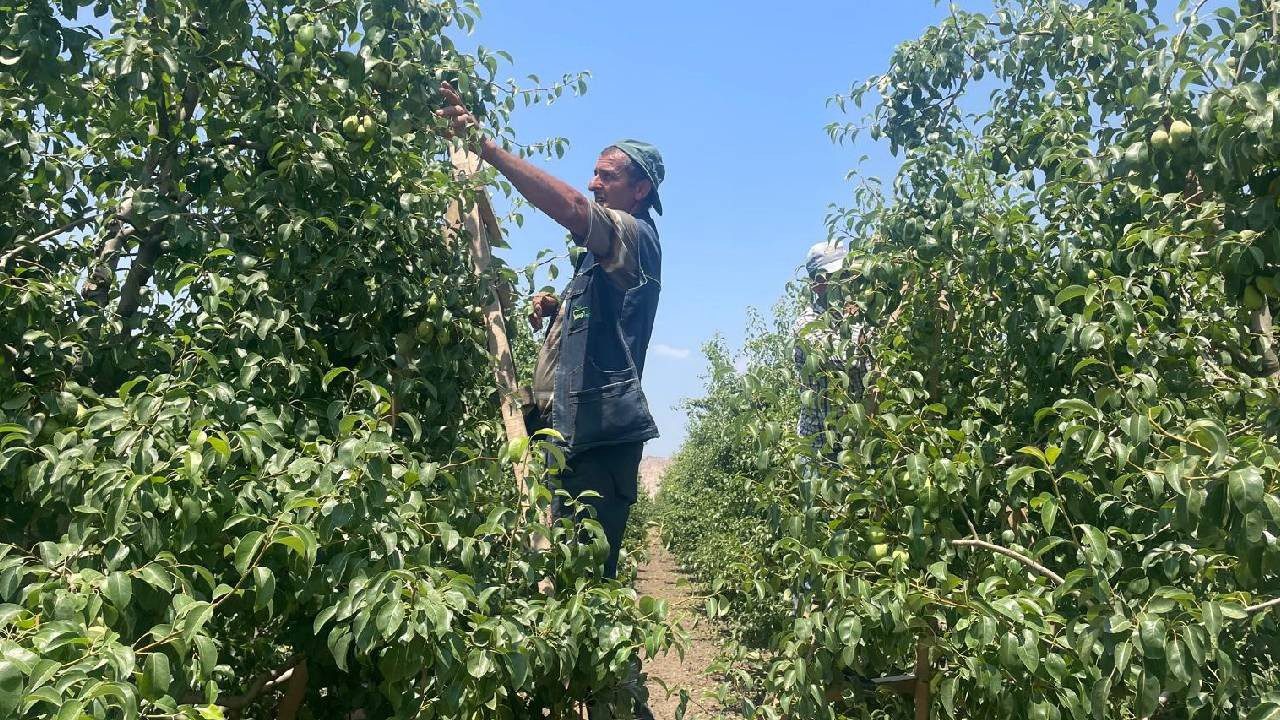 Hasat Yapmadan Servet Kazanıyorlar: Daldan Koparıp Yere Atıyorlar, Günlük 1200 TL Kazanıyorlar
