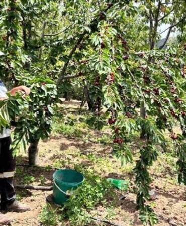 Hatay’da Hasat Başladı! Bahçede 100 Pazarda 150 Liraya Satılıyor