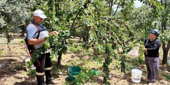 Hatay’da Hasat Başladı! Bahçede 100 Pazarda 150 Liraya Satılıyor