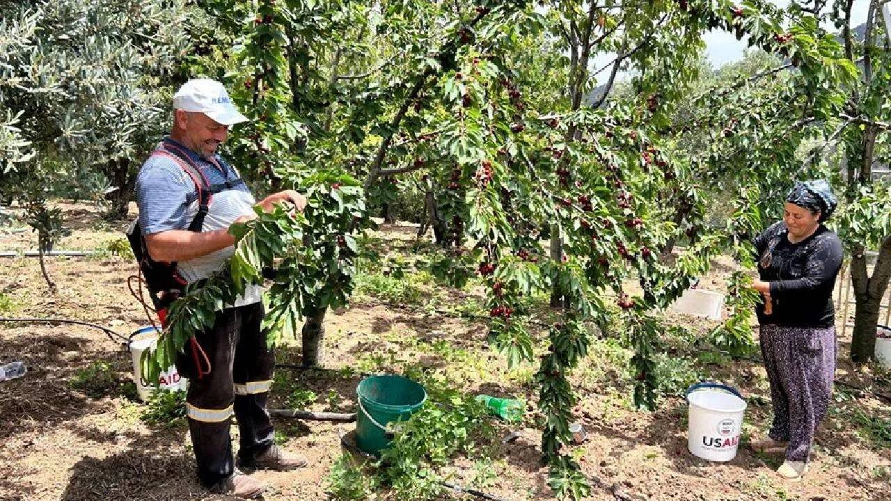 Hatay’da Hasat Başladı! Bahçede 100 Pazarda 150 Liraya Satılıyor