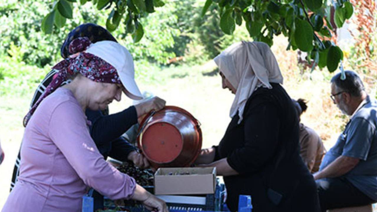 İkiz Elmasın Hasadı Başladı: Sadece 10 Gün Sürüyor, Kilosu Servet Kazandırıyor