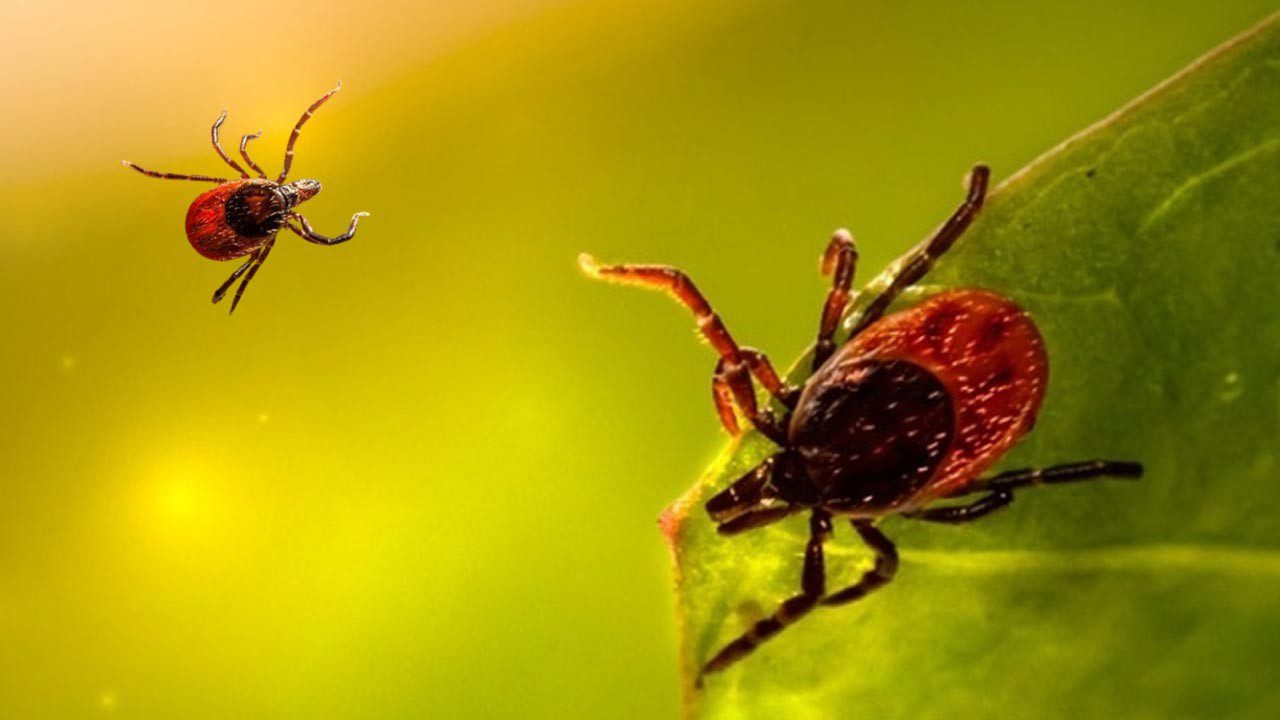 İstanbul’da Kene Alarmı: Vakalarda Patlama Var! Kabus Sessizce Büyüdü