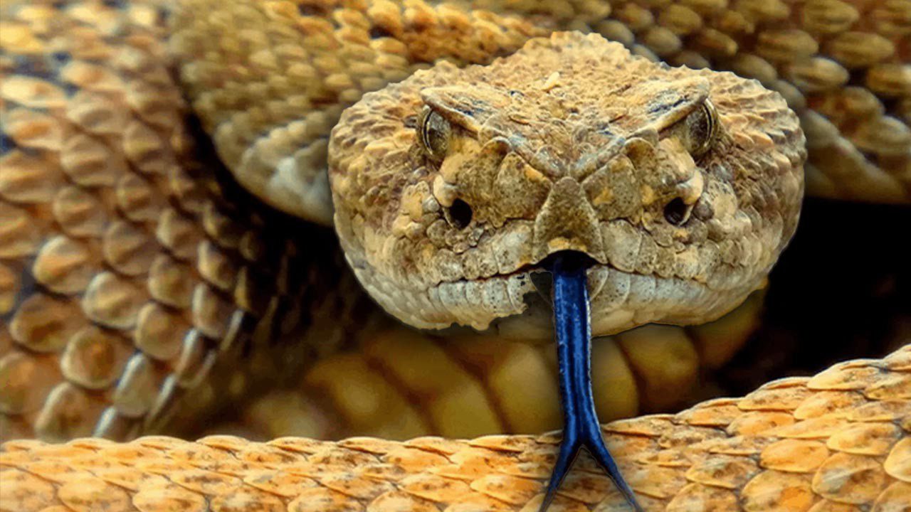 İstanbul’u Yılanlar Sardı! İşte En Çok Görülen 5 İlçe