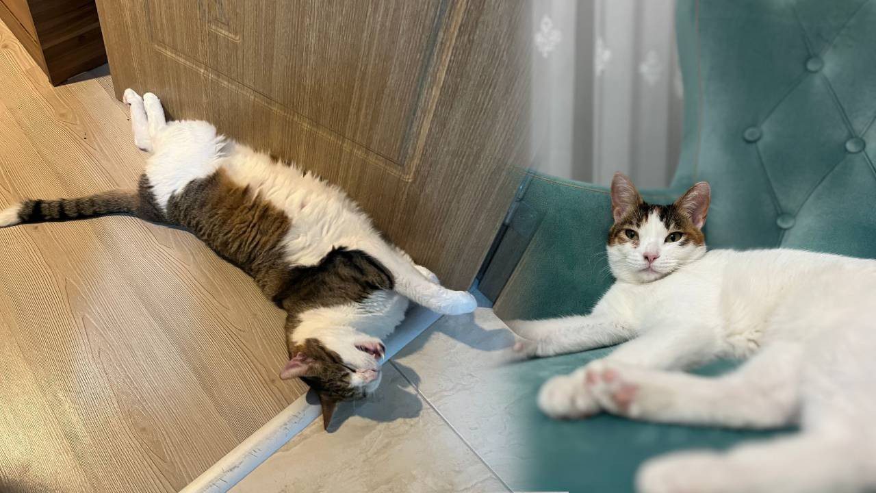 Kedilerin Sürekli Sol Tarafa Yatmasının Nedeni Ortaya Çıktı: Meğer Arkasında Büyük Bir Sır Varmış