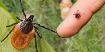 Kene Kabusu Devam Ediyor: Bir Günde İki Can Aldı
