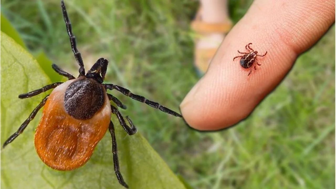 Kene Kabusu Devam Ediyor: Bir Günde İki Can Aldı