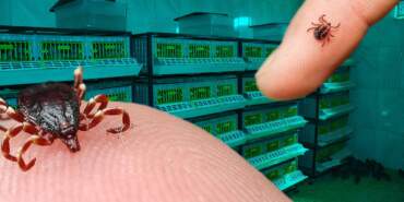 Kene Kabusuna Karşı Savaş Başladı: Binlercesi Doğaya Salınıyor