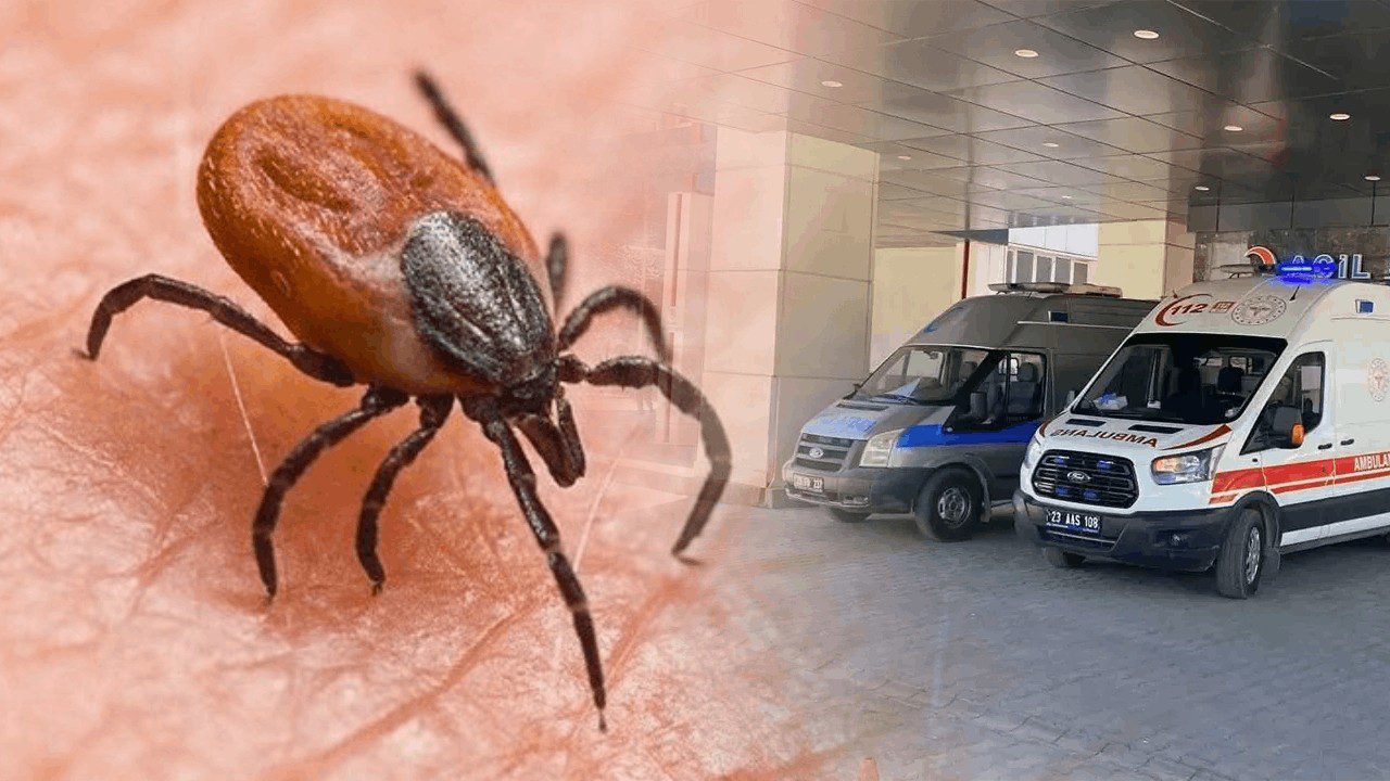 Keneler Nereden Geliyor? Uzman İsim Açıkladı, ‘Yumurta Sayıları Binlerce…’