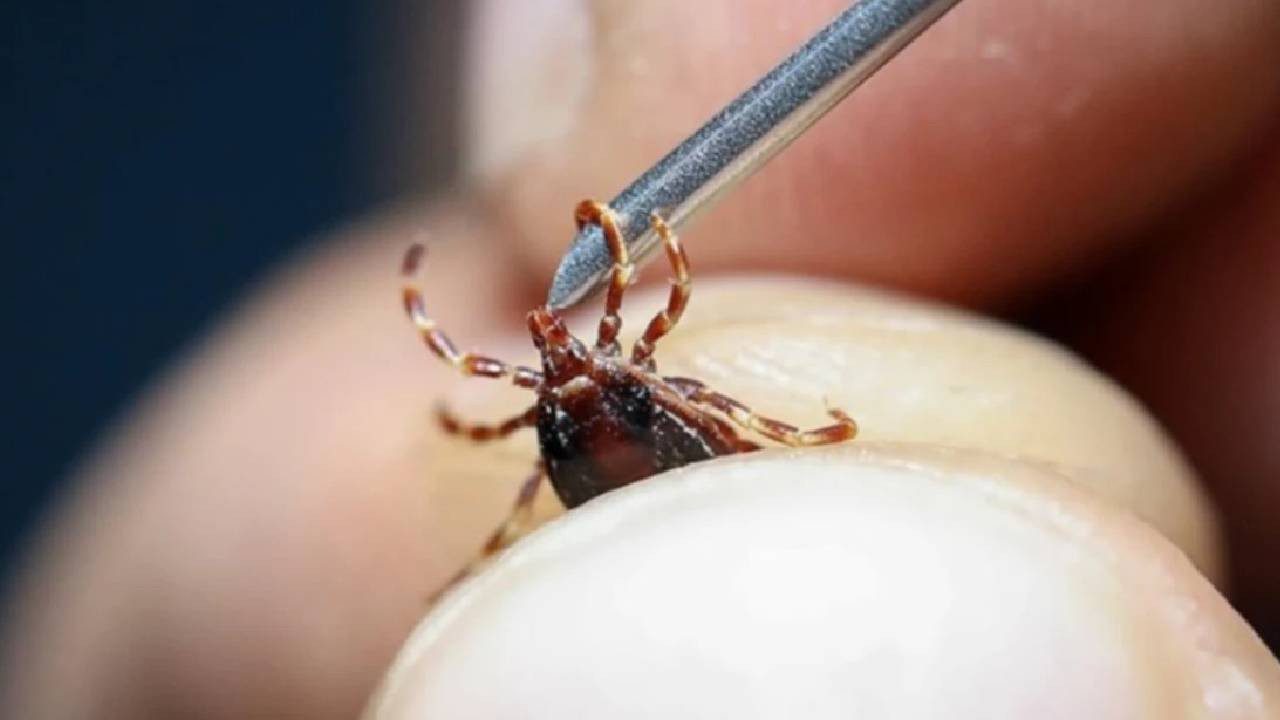 Kenelerin En Büyük Düşmanı Ortaya Çıktı: Bu Hayvanlar Çıtır Çıtır Kene Yiyor