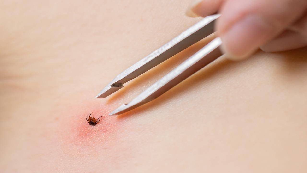 Kenelerin En Çok Isırdığı Kan Grubu Ortaya Çıktı: O Kişiler Büyük Risk Altında