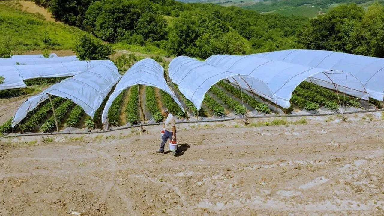 Kocaeli’de İlk Hasat Başladı! Kendine Has Lezzetiyle Pazarda Fark Yaratıyor