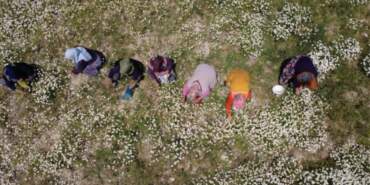 Köylüler Dağ Tepe Demeden Elleriyle Saatlerce Topluyor! Kilosu 260 Liraya Satılıyor