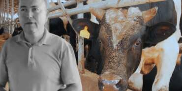 Manisa’da Dehşet! Fotoğraf Çekmek İstemişti… Dananın Saldırdığı İş İnsanı Öldü