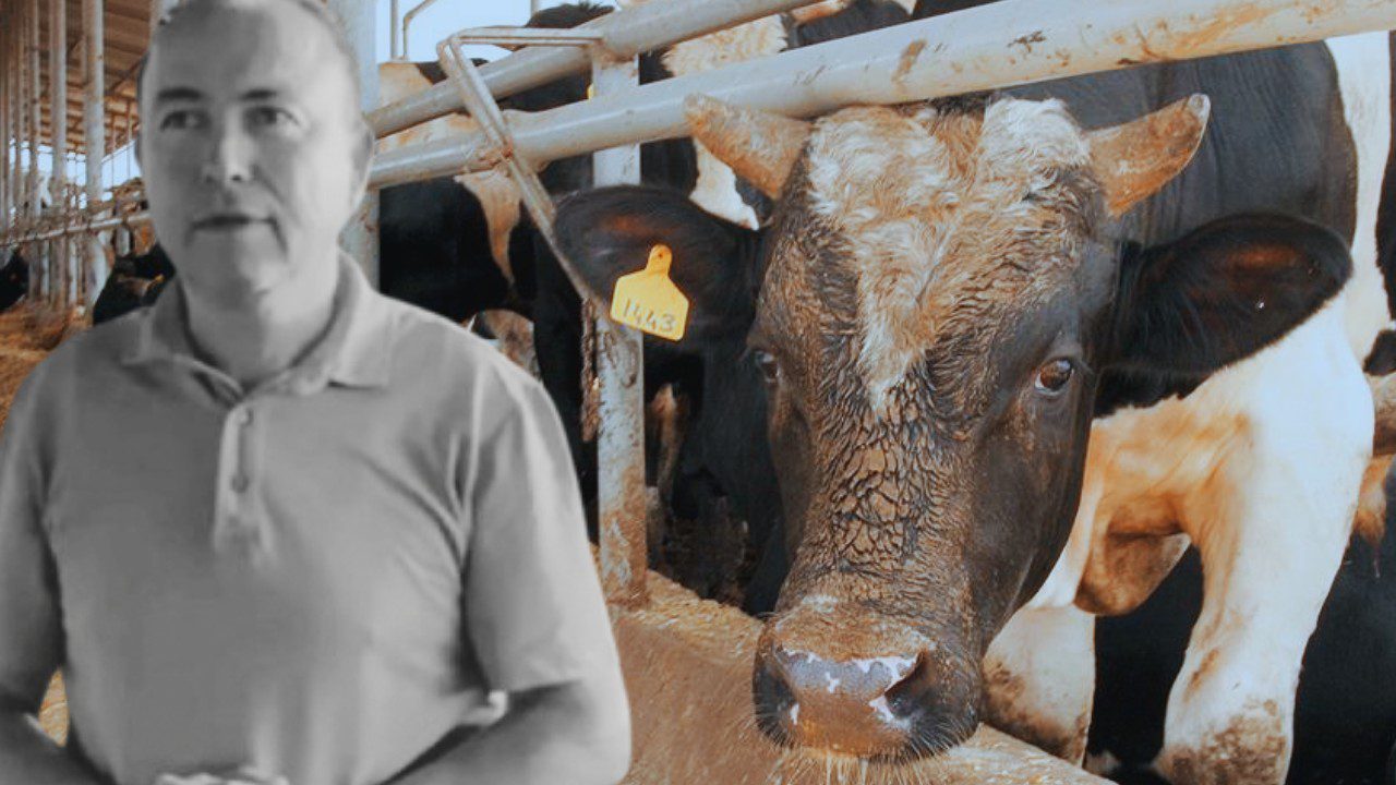 Manisa’da Dehşet! Fotoğraf Çekmek İstemişti… Dananın Saldırdığı İş İnsanı Öldü