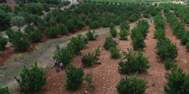 Mardin’de Tadımlık İçin Dikti Şimdi Hasada Yetişemiyorlar! 81 İle Kasa Kasa Gidiyor