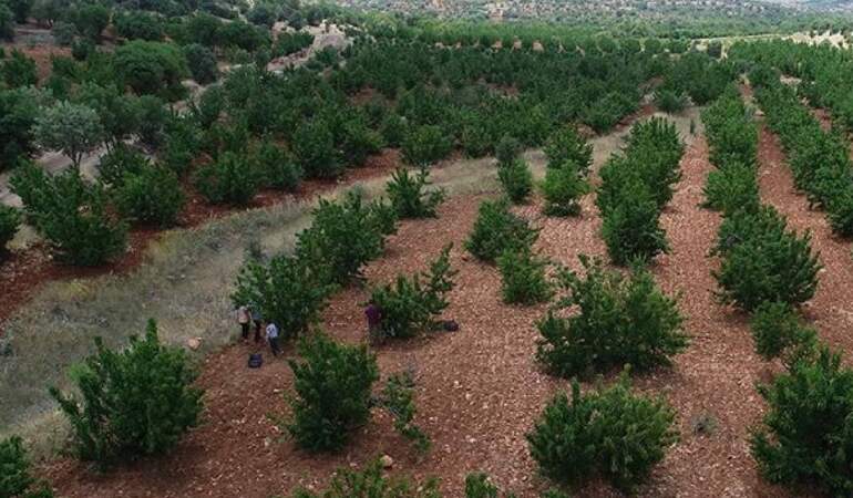 Mardin’de Tadımlık İçin Dikti Şimdi Hasada Yetişemiyorlar! 81 İle Kasa Kasa Gidiyor