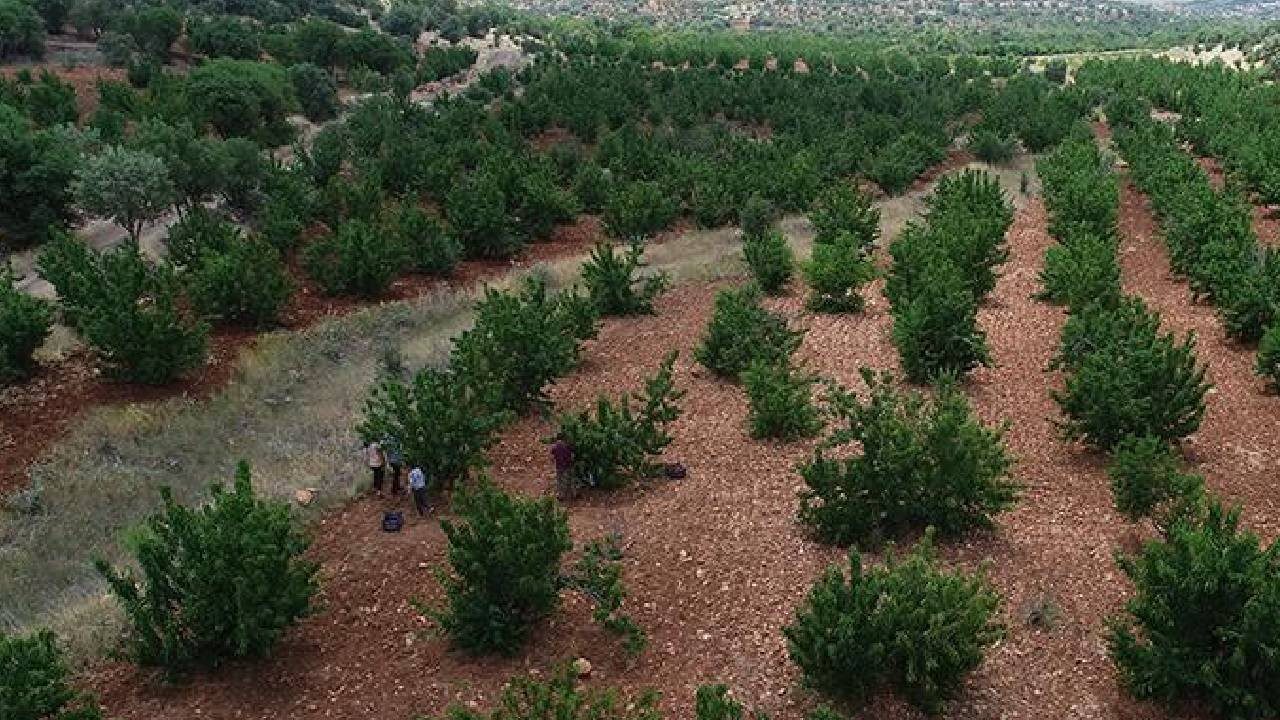 Mardin’de Tadımlık İçin Dikti Şimdi Hasada Yetişemiyorlar! 81 İle Kasa Kasa Gidiyor
