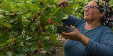 Mersin’de Hasadı Başladı! Arı Gibi Çalışıyorlar, Araplara Satıyorlar: Kilosu 190 Lira…