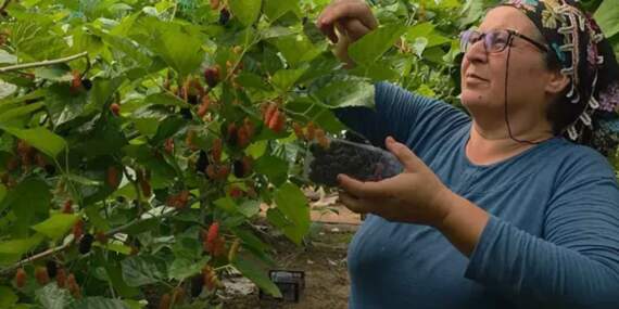 Mersin’de Hasadı Başladı! Arı Gibi Çalışıyorlar, Araplara Satıyorlar: Kilosu 190 Lira…