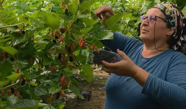 Mersin’de Hasadı Başladı! Arı Gibi Çalışıyorlar, Araplara Satıyorlar: Kilosu 190 Lira…