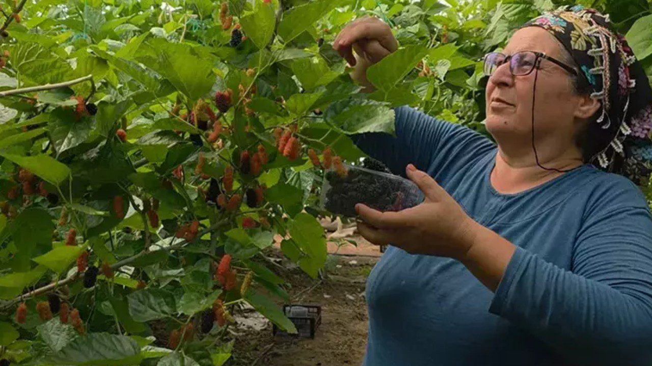 Mersin’de Hasadı Başladı! Arı Gibi Çalışıyorlar, Araplara Satıyorlar: Kilosu 190 Lira…