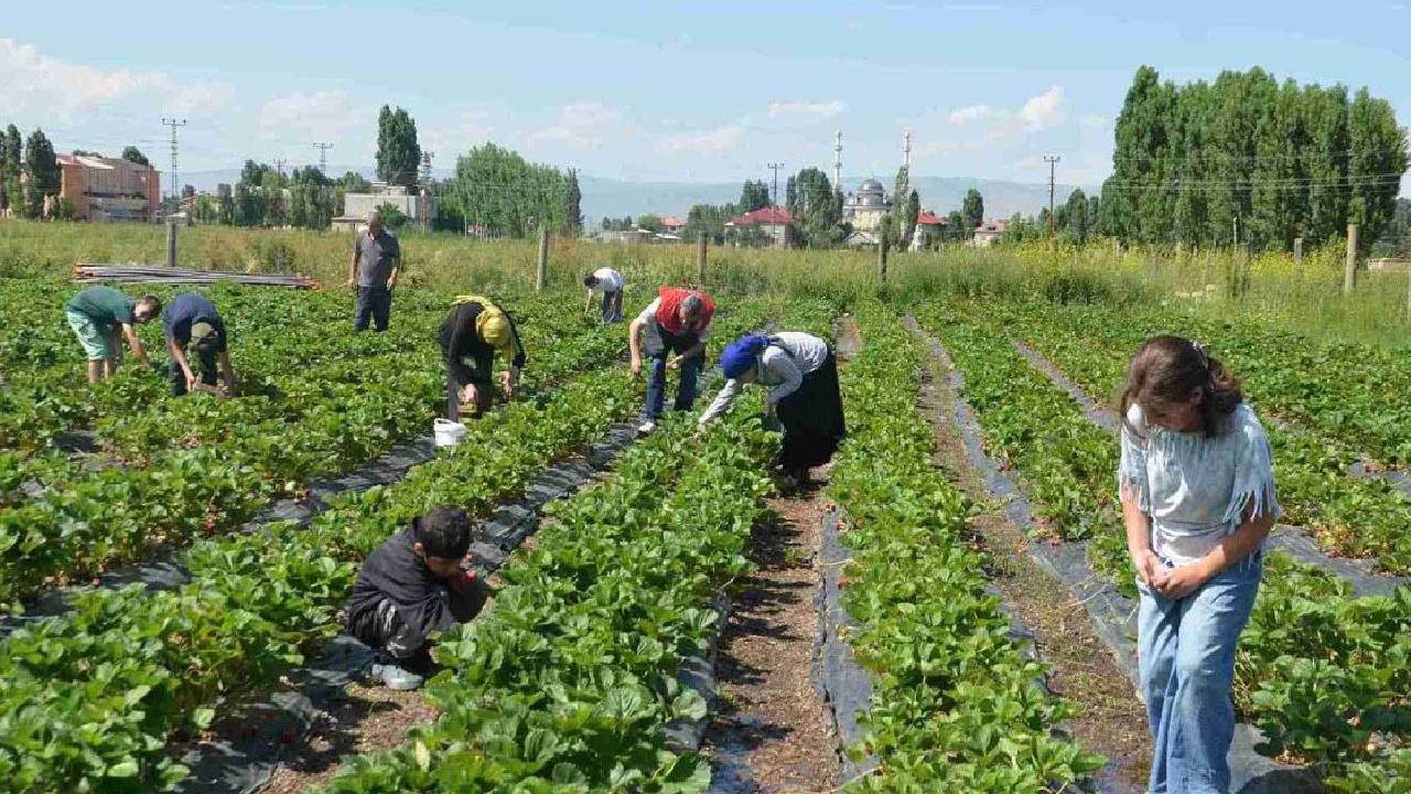 Muş Hasköy’de Hasat Başladı: Kilosu 100 TL’den Alıcı Buluyor