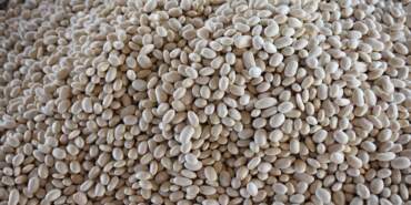 Ne Boyoz Ne Gevrek: İzmir’in Dağlarında Yetişiyor, Sessizce Coğrafi İşaret Aldı