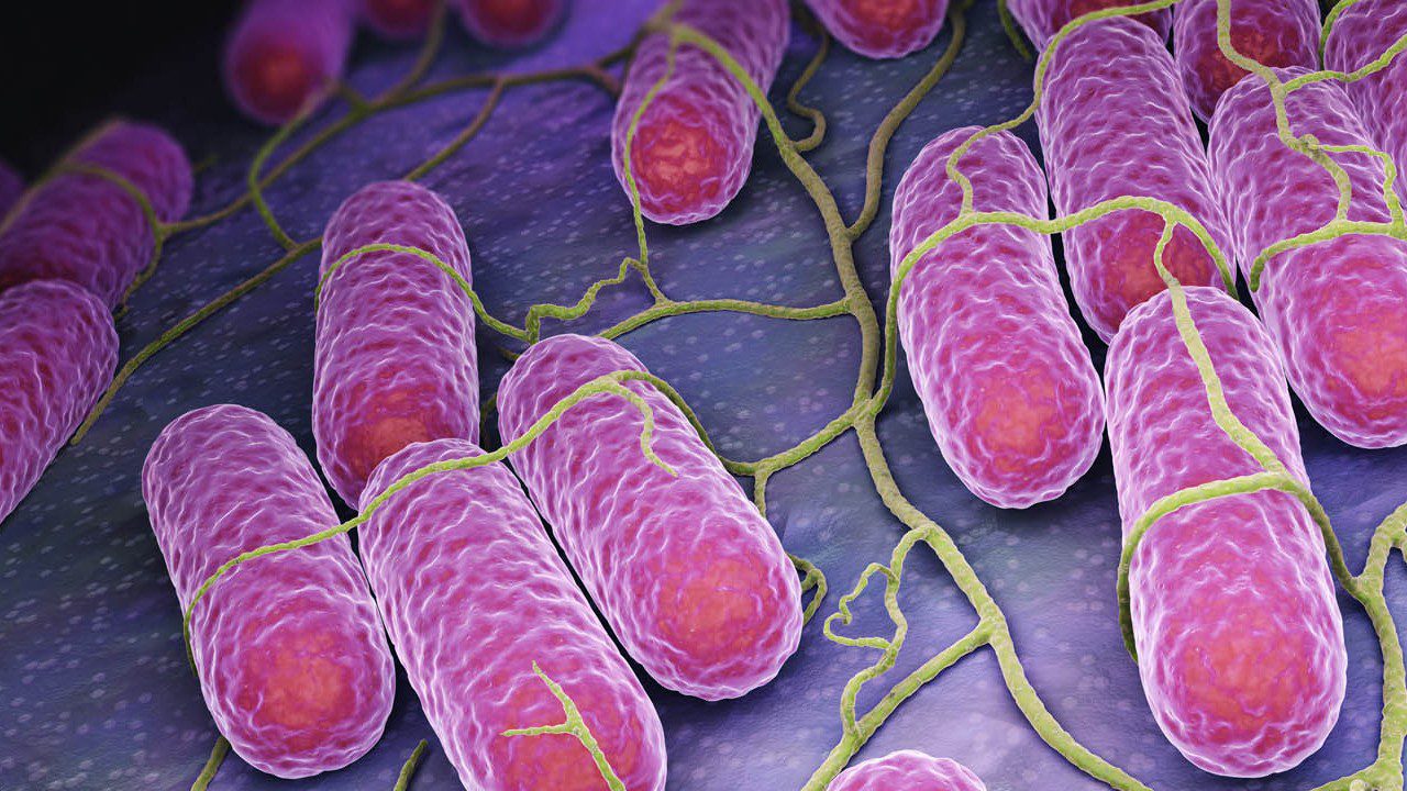 Öldüren Kumpirden Sonra Bir Gıdada Daha Alarm! İçinden Salmonella Çıktı